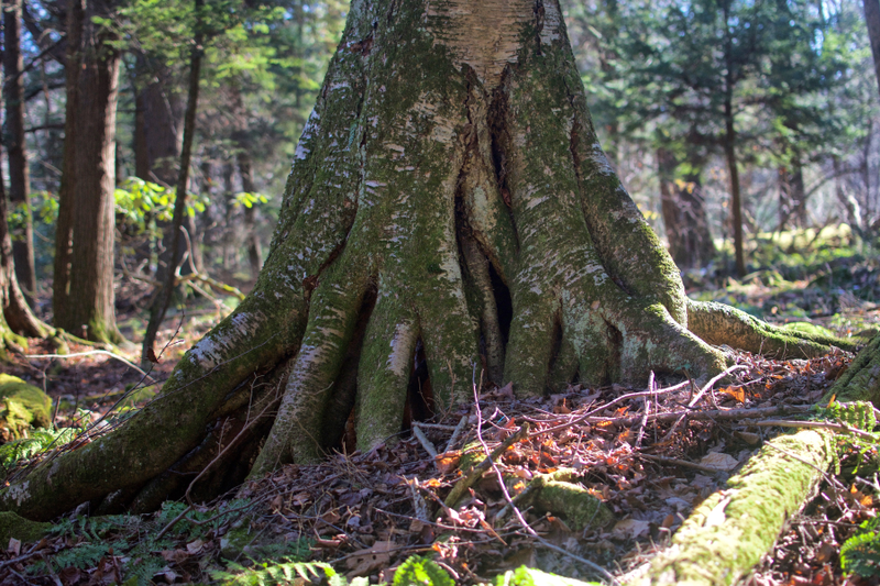coolest tree trunk ever